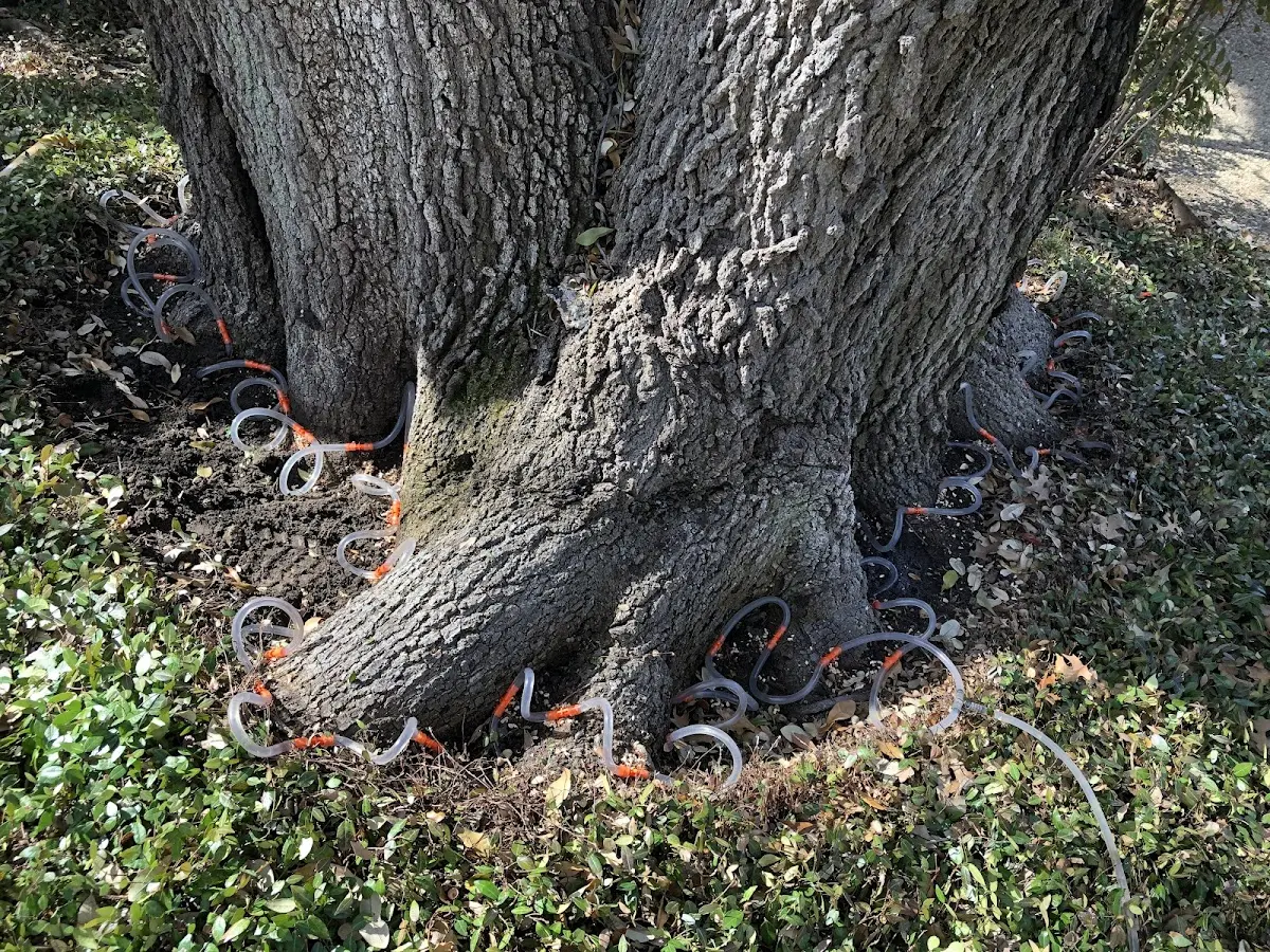 Detailed Tree Cabling and Bracing job site in Georgetown