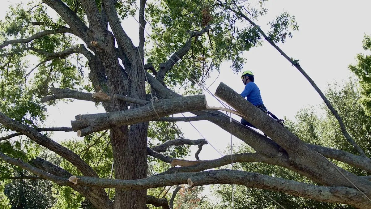 Professional Crown Thinning performed by certified arborists in Georgetown